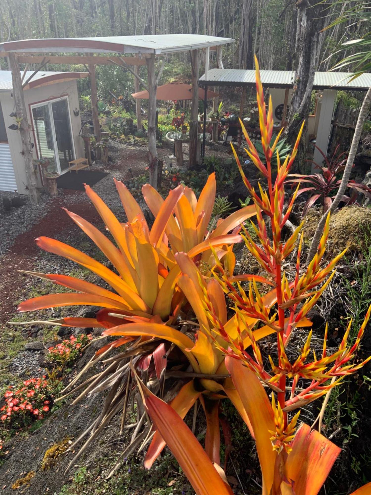 Exotic Garden Cottage At Amazing Volcano Fissure Mountain View Eksteriør billede