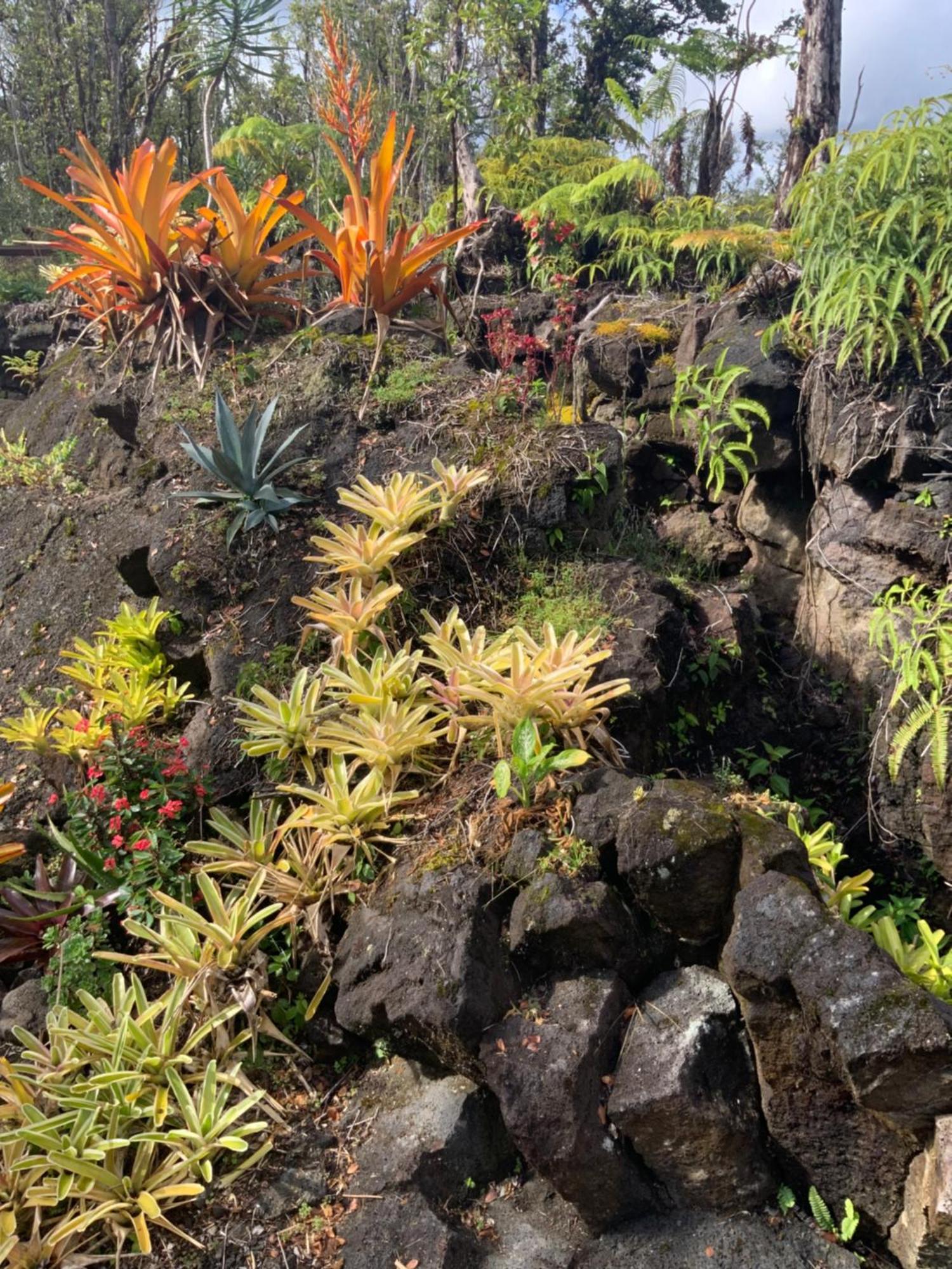 Exotic Garden Cottage At Amazing Volcano Fissure Mountain View Eksteriør billede