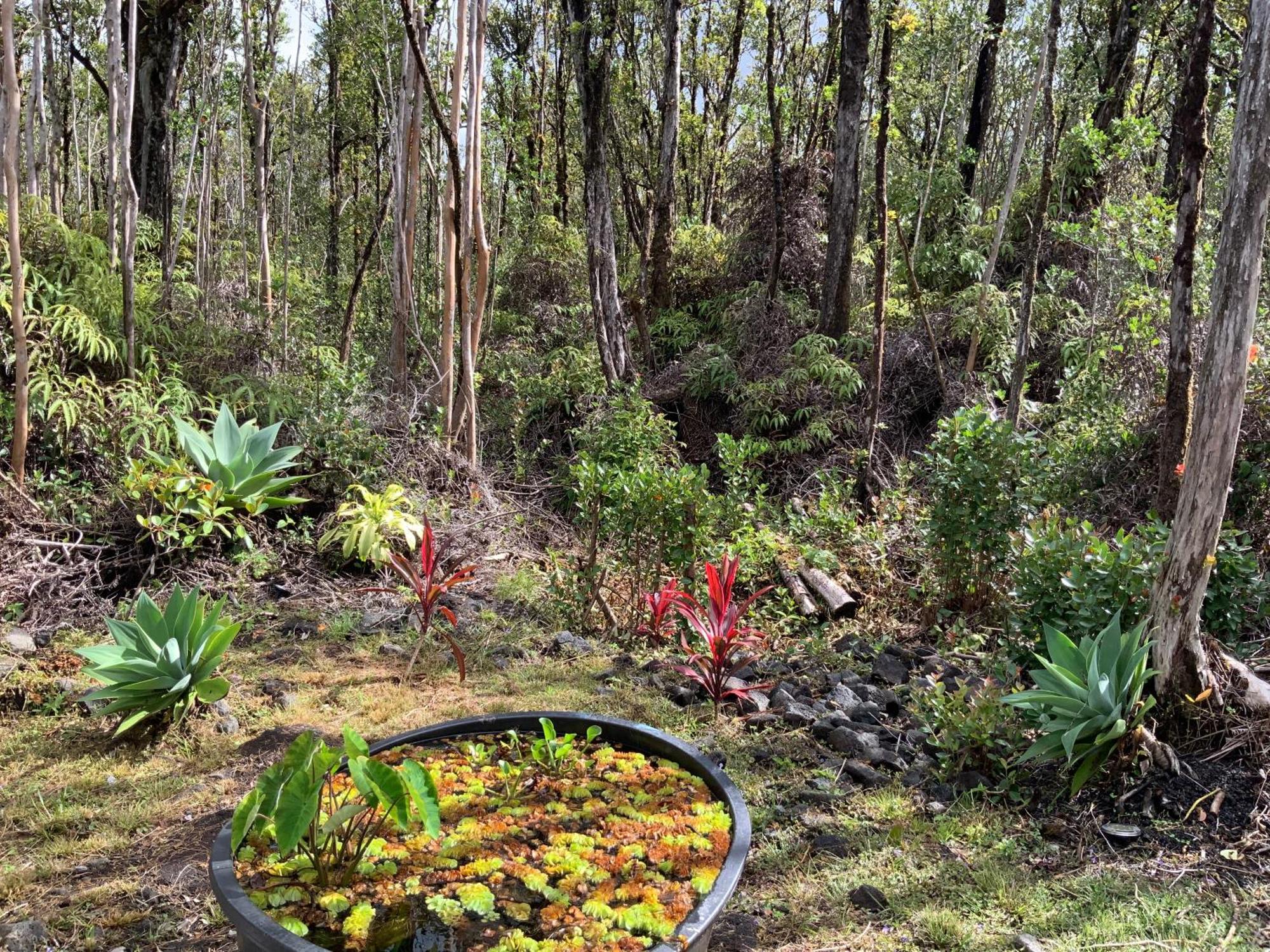 Exotic Garden Cottage At Amazing Volcano Fissure Mountain View Eksteriør billede