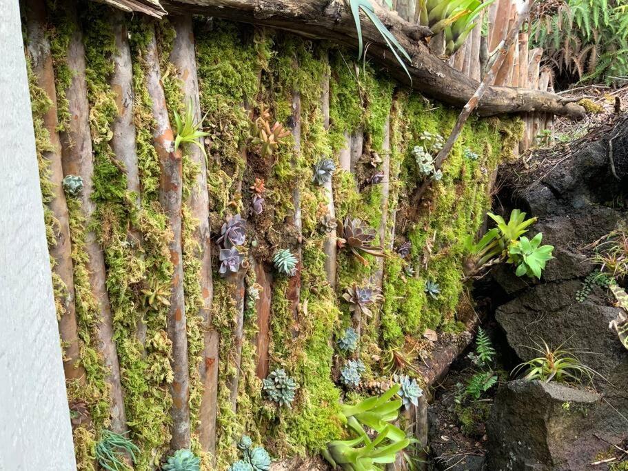 Exotic Garden Cottage At Amazing Volcano Fissure Mountain View Eksteriør billede